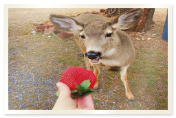 deer get strawberry sticker